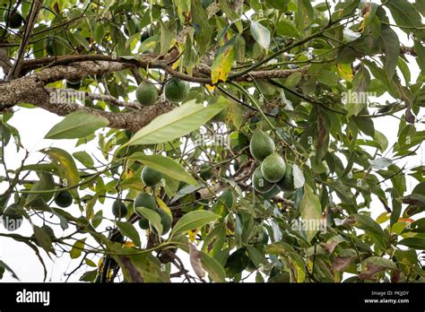 avocados fruit hanging   tree stock photo alamy