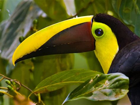 toucan, Parrot, Bird, Tropical, 23 Wallpapers HD / Desktop and Mobile ...