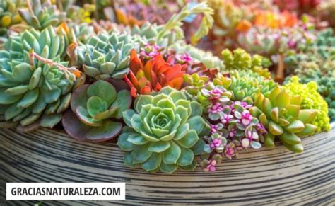 50 Plantas SUCULENTAS Nombres Fotos y Características