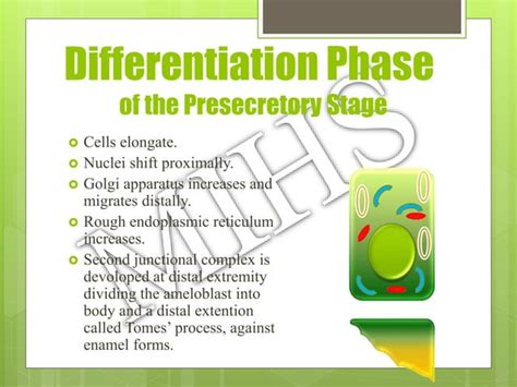 Amelogenesis Ppt