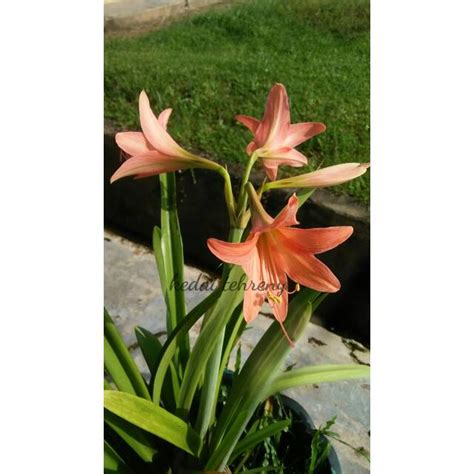 Jual Bibit Bunga Amarylis Bunga Lily Lili Terompet Warna Jingga