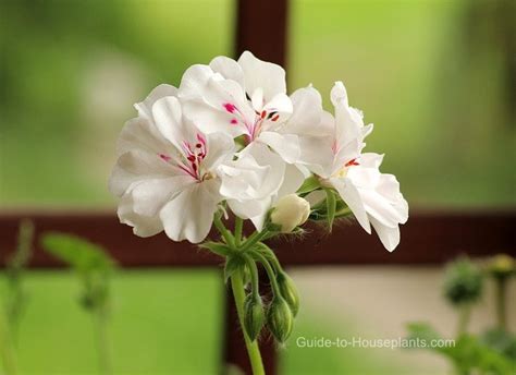 Geranium Care Tips: Growing Geraniums in Containers – Nature's Gateway