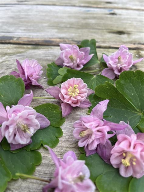 Dusky Pink Aquilegias - Local Seeds