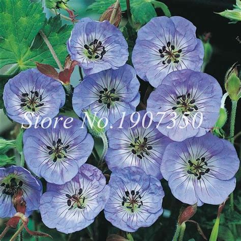 30 Pcs Mixed Rare Geranium Seeds Pelargonium Indoor Hardy Geranium Geraniums Flowers Perennials