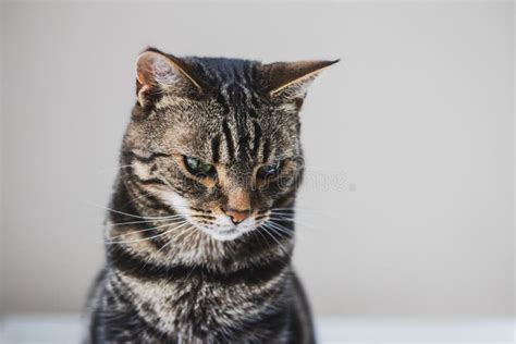 Retrato Ascendente Cercano De Un Gato Atigrado Y De Un Gato Blanco Con