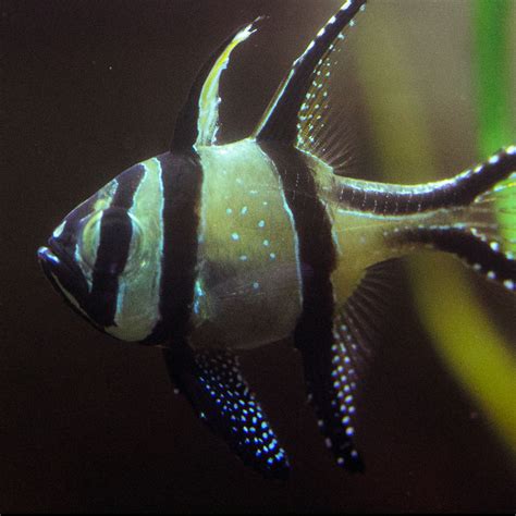 cardinalfish-blueplanet - National Marine Aquarium