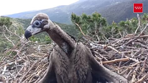 Esta Es La Curiosa Reacción De Un Pollo De Buitre Negro Al Ver Por