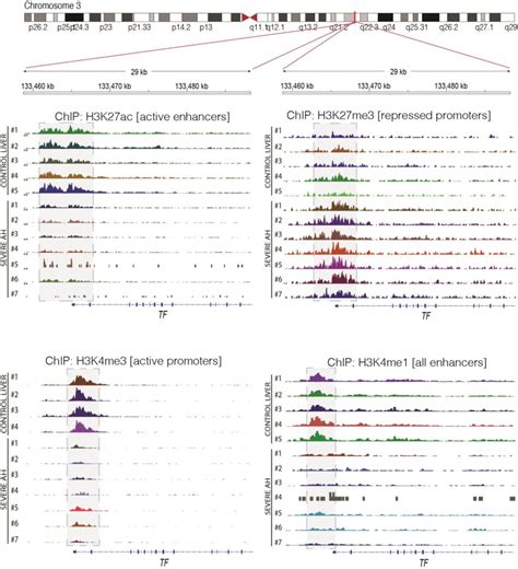 Visualization Of Histone Modifications By Chromatin Immunoprecipitation