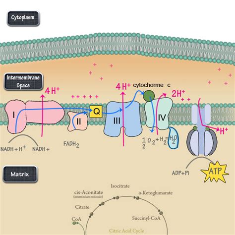 The Electron Transport Chain Steps Simplified – DBriers.com