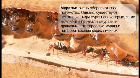 Муравьи у них есть чему поучиться