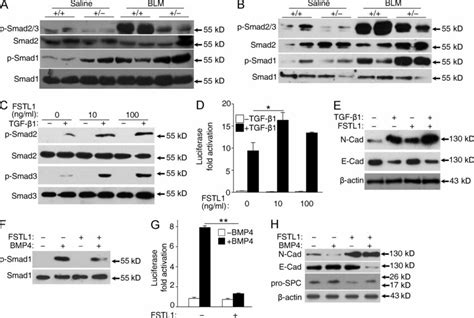 Fstl Modulates Epithelial Injury By Facilitating Tgf Signaling But