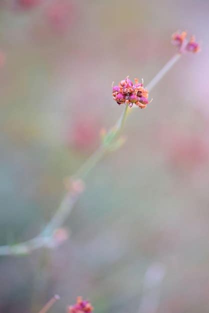 Softscape Flower Images - Free Download on Freepik