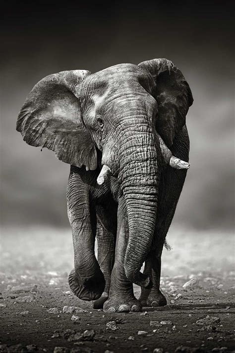 Elefant Poster Wanderung Elephant Photography Elephants Photos