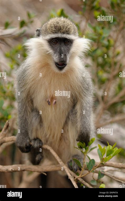 Singe Grivet Banque De Photographies Et Dimages Haute R Solution Alamy