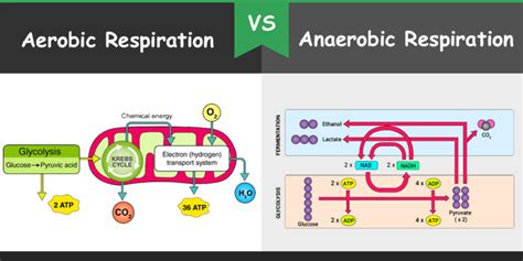 Difference Between Aerobic And Anaerobic Respiration Bio Differences