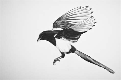 Magpie Wallpapers - Wallpaper Cave