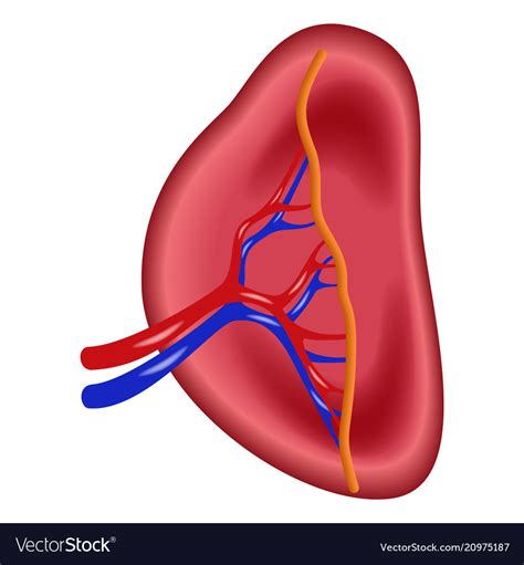 Structure Of Human Spleen Icon Realistic Style Vector Image