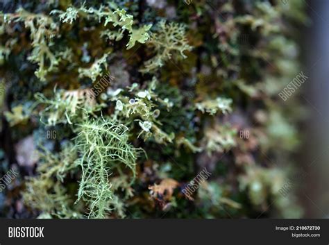 Close- Colorful Lichen Image & Photo (Free Trial) | Bigstock