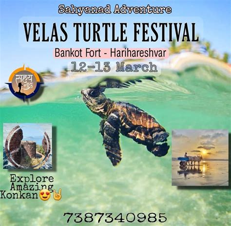 Velas Beach Turtle Festival 2022 Konkan कासव जत्रा