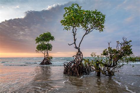 5 Things You Should Know About Key West Mangroves Night Kayak