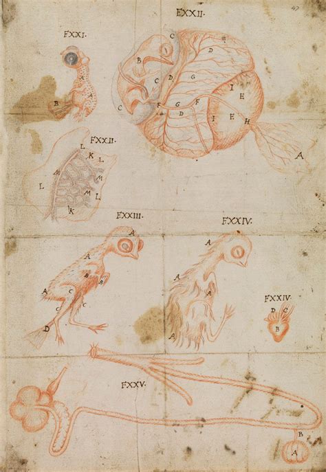 Developmental Stages Of Chicken Embryo Posters And Prints By Marcello