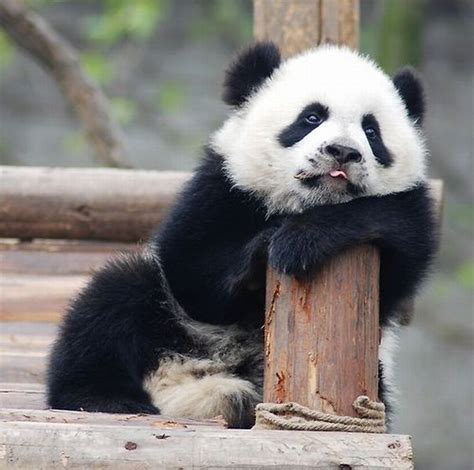 Tired panda - Funny pictures of animals