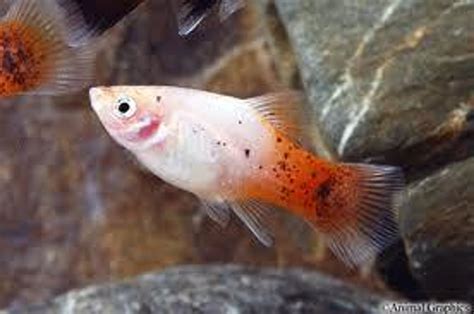 Redtail Dalmation Platy Medium Size