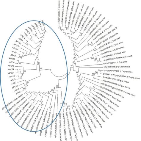 Phylogenetic tree (Circular) of cytochromec region of Axis porcinus ...