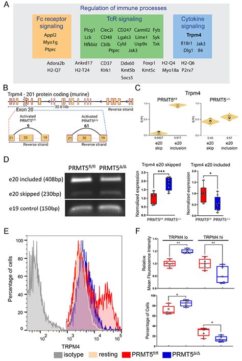 prmt promotes symmetric dimethylation  rna processing proteins