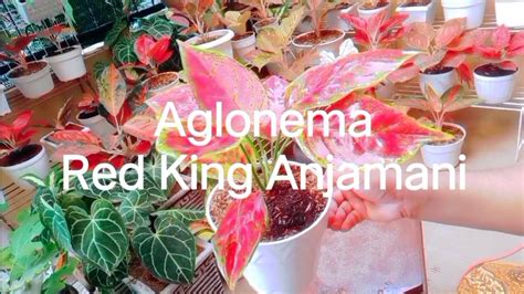 Mengenal Aglonema Red King Anjamani Bagi Penghobi Aglonema Pemula