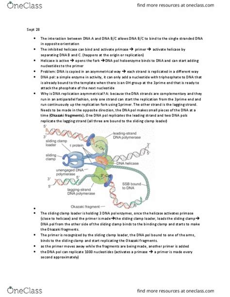 Biol Lecture Notes Fall Lecture Okazaki Fragments Dna