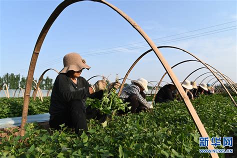 河南沁阳：初夏农耕画卷美 新华网河南频道