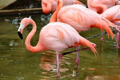 Premium Photo Close Up Of Flamingos In Lake