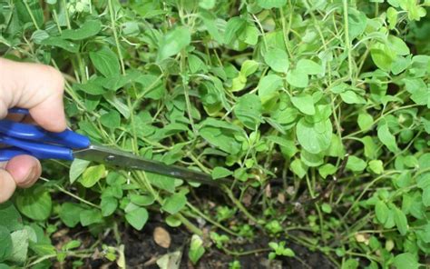 How To Harvest And Dry Oregano Hairston Creek Farm