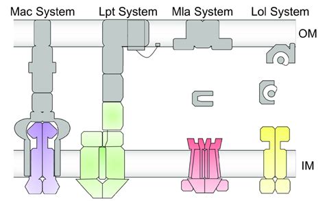 Schematic Representation Of The Mac Lpt Mla And Lol System For The