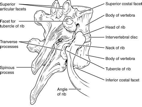 The Vertebral Column Anatomy And Physiology I