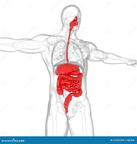 Human Digestive System Anatomy For Medical Concept 3d Stock