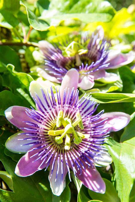 Passiflora Incarnata La Pasiflora Oficinal Utilizada En Fitoterapia Recetas Y Consejos