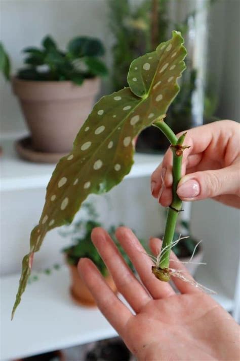 How To Grow The Polka Dot Begonia Maculata Hands On Guide