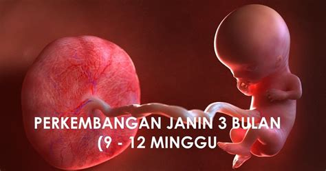 Gambar Posisi Bayi 4 Bulan Dalam Kandungan Tempat Berbagi Gambar Riset