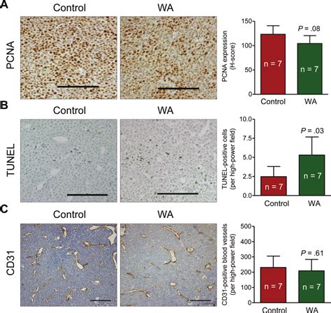 Withaferin A WA Administration Results In Apoptosis Induction In The