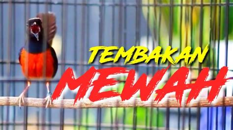 TEMBAKAN MEWAH MURAI BATU GACOR MASTERAN TEMBAKAN MURAI BATU YouTube