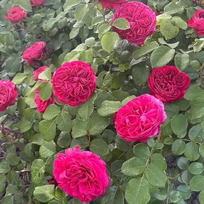 Роза мона лиза фото - 77 картинок