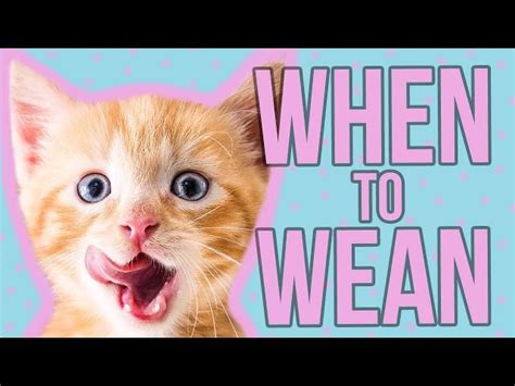how to pronounce weaned