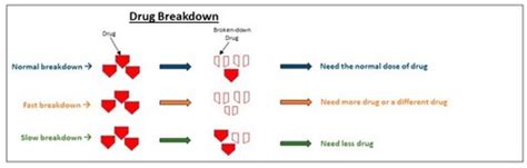 Pharmacogenomics Flashcards Quizlet