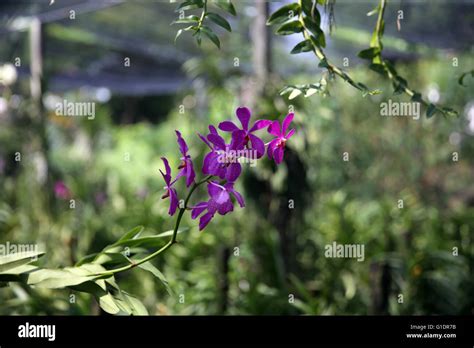 Orchid Farm. Bangkok.Thailand Stock Photo - Alamy