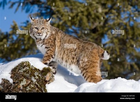 Bobcat Lynx Rufus In The Snow Kalispell Montana Stock Photo Alamy