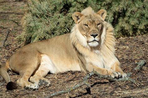 Lioness Grows Mane After Male of Pride Dies