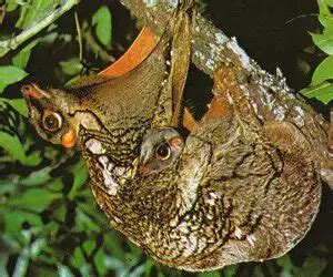 Giant Colugo