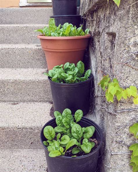 Everything About Growing Spinach In Pots In 2024 Growing Spinach